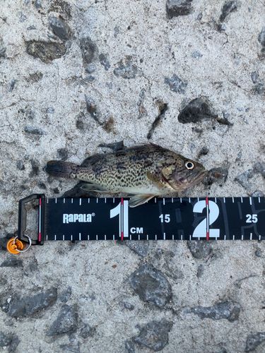 ソイの釣果