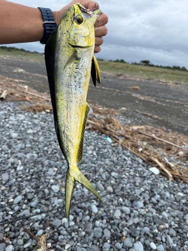 シイラの釣果