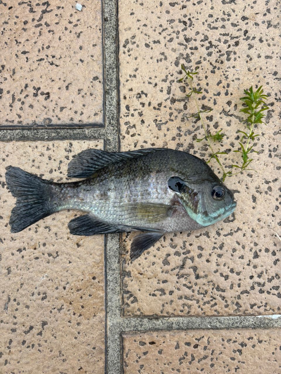 ブラックバス