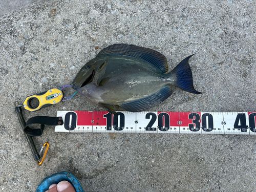 トカジャーの釣果