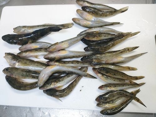 ハゼの釣果