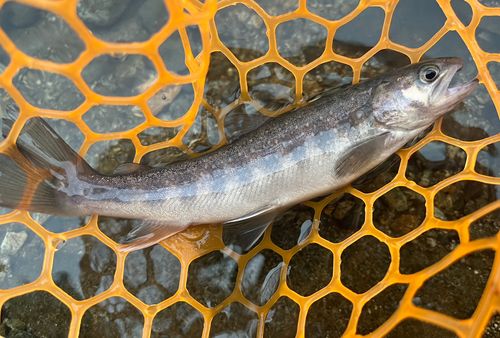 イワナの釣果