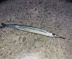 サヨリの釣果
