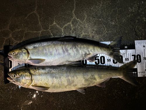 釣果