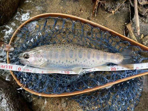ヤマメの釣果