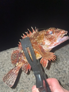 ガシラの釣果