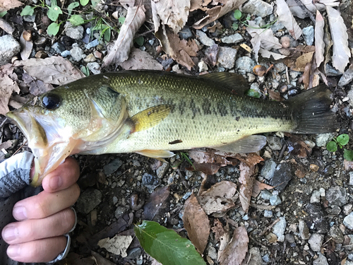 ラージマウスバスの釣果