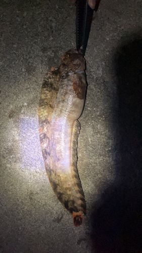 フサギンポの釣果