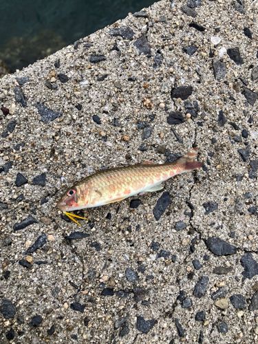 ヒメジの釣果