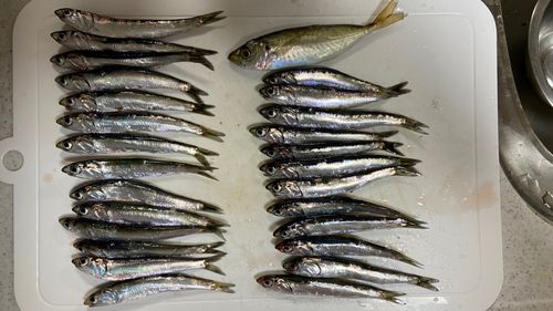 アジの釣果