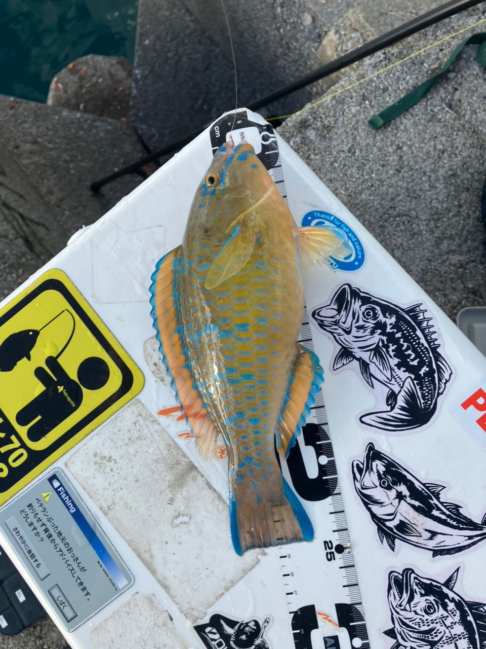 DAIWA エア エボリューション 2018年モデルの最安値・インプレ・釣果