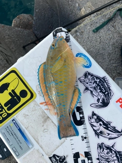 ヒブダイの釣果