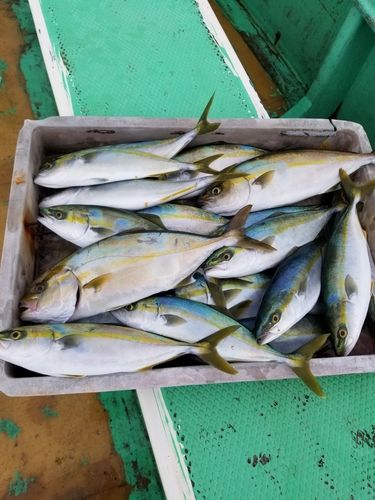 イナダの釣果
