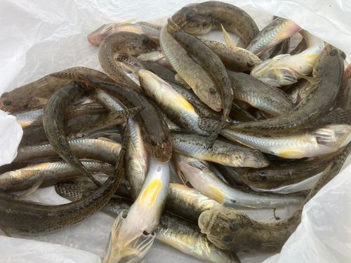 ハゼの釣果