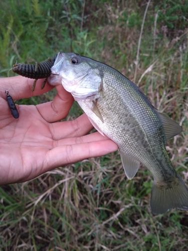ラージマウスバスの釣果