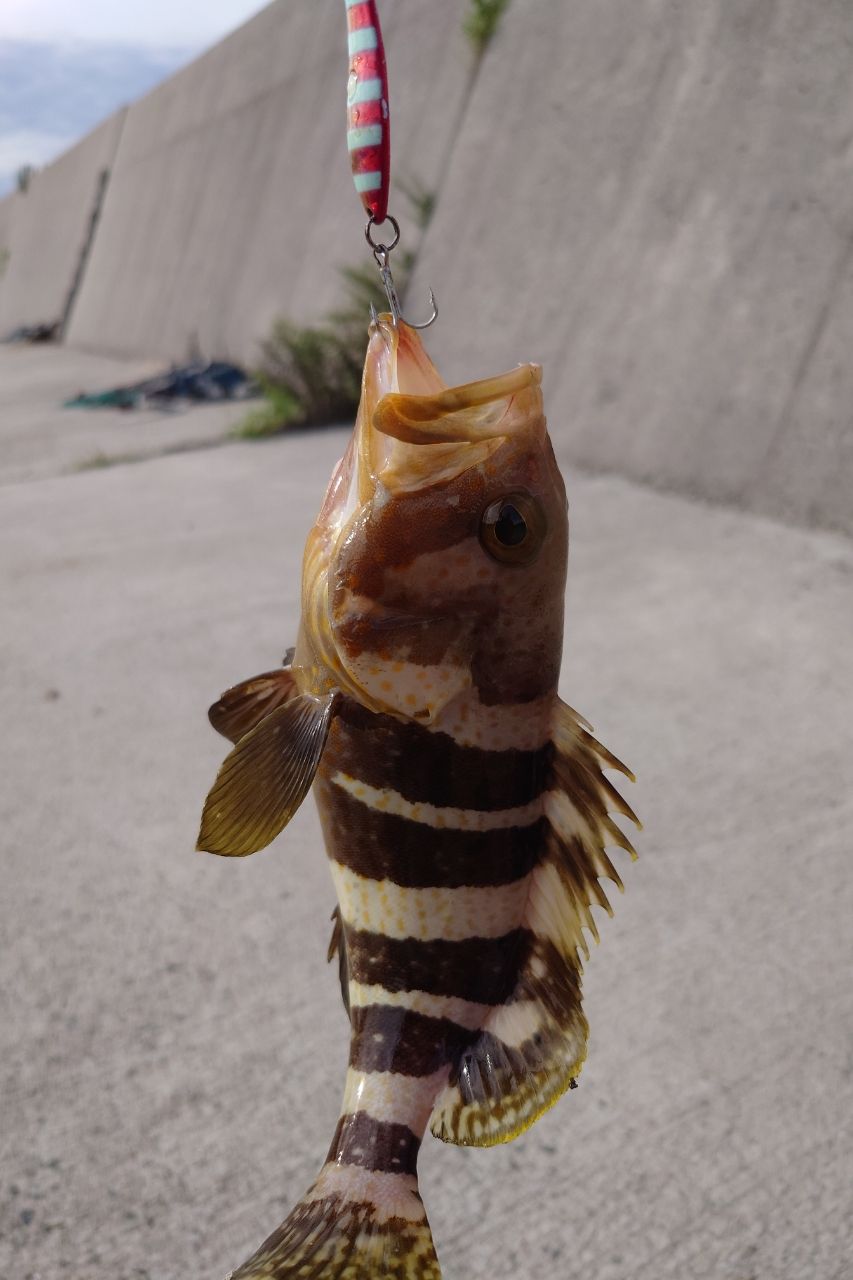 アオナ