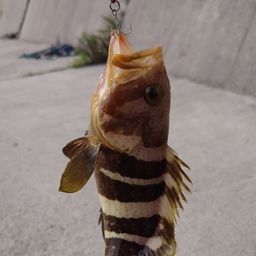 アオナ