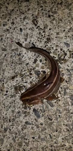 ゴンズイの釣果