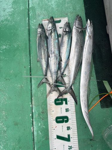 サゴシの釣果