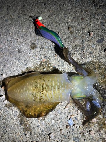 アオリイカの釣果