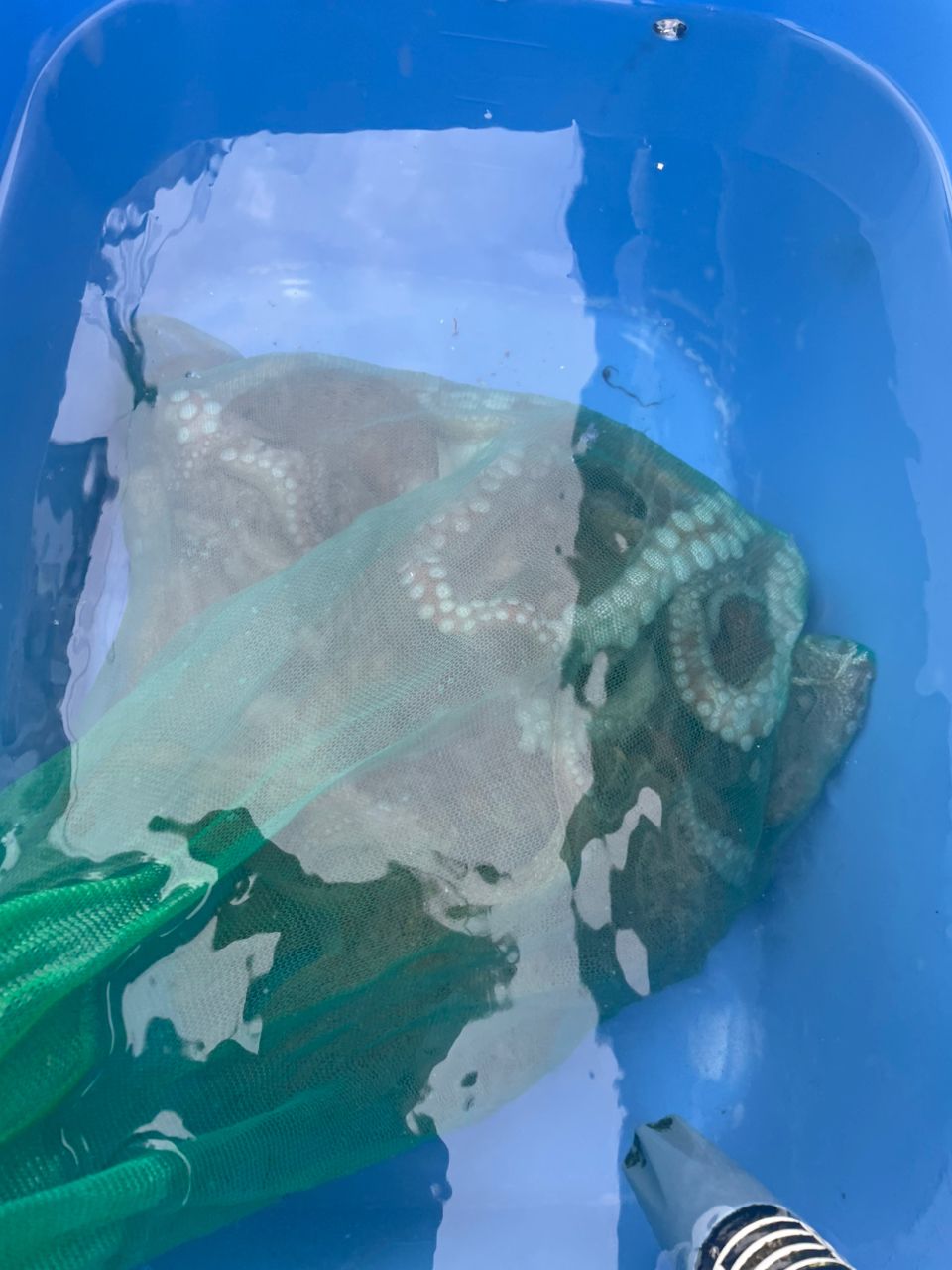 コナツ2015さんの釣果 2枚目の画像