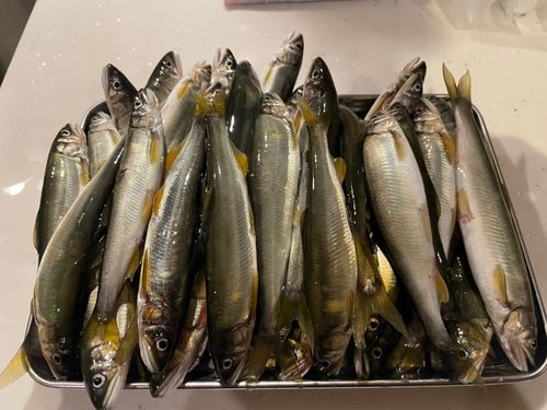 アユの釣果