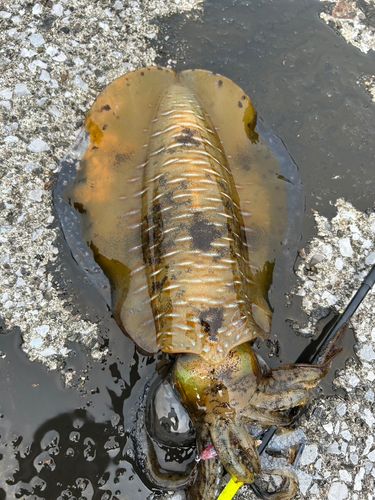 イカの釣果