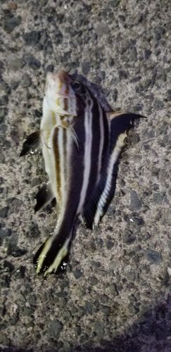 コロダイの釣果