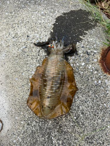 イカの釣果