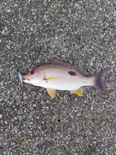 クロホシフエダイの釣果