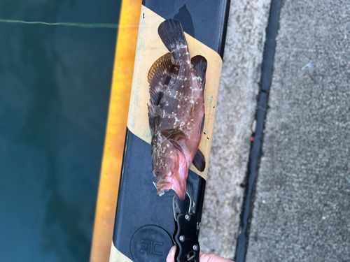 敦賀湾