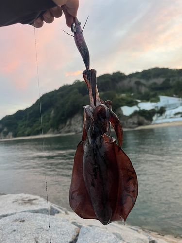 アオリイカの釣果