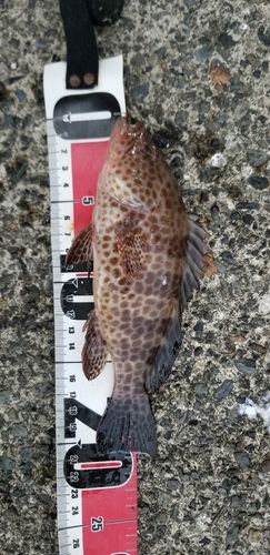 オオモンハタの釣果
