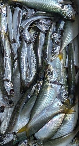 釣果