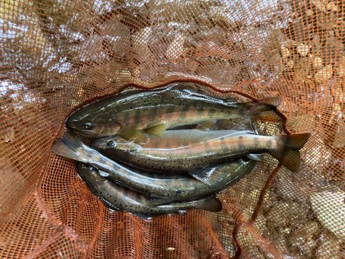 ヤマメの釣果
