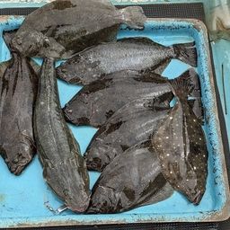 ヒラメ