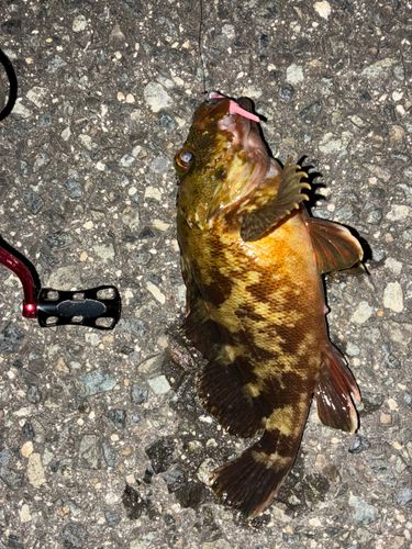 カサゴの釣果