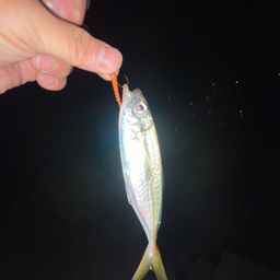 アジ