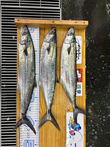 サゴシの釣果