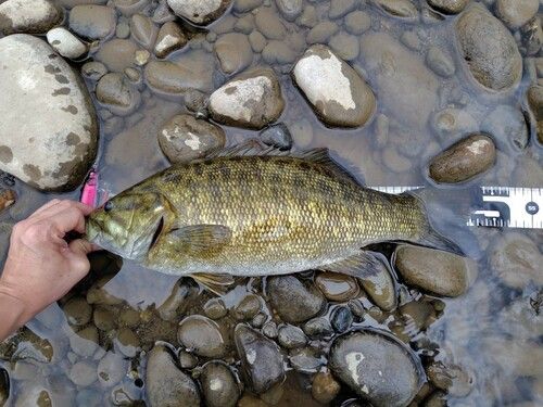 スモールマウスバスの釣果