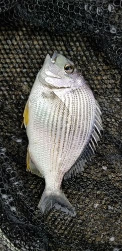 ヘダイの釣果