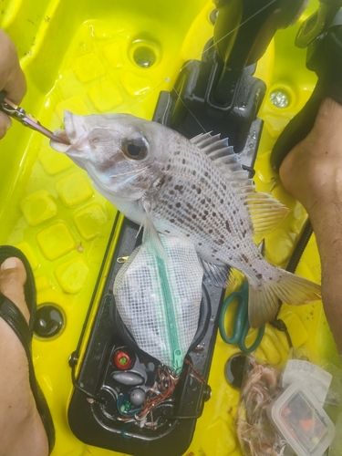 クチナジの釣果