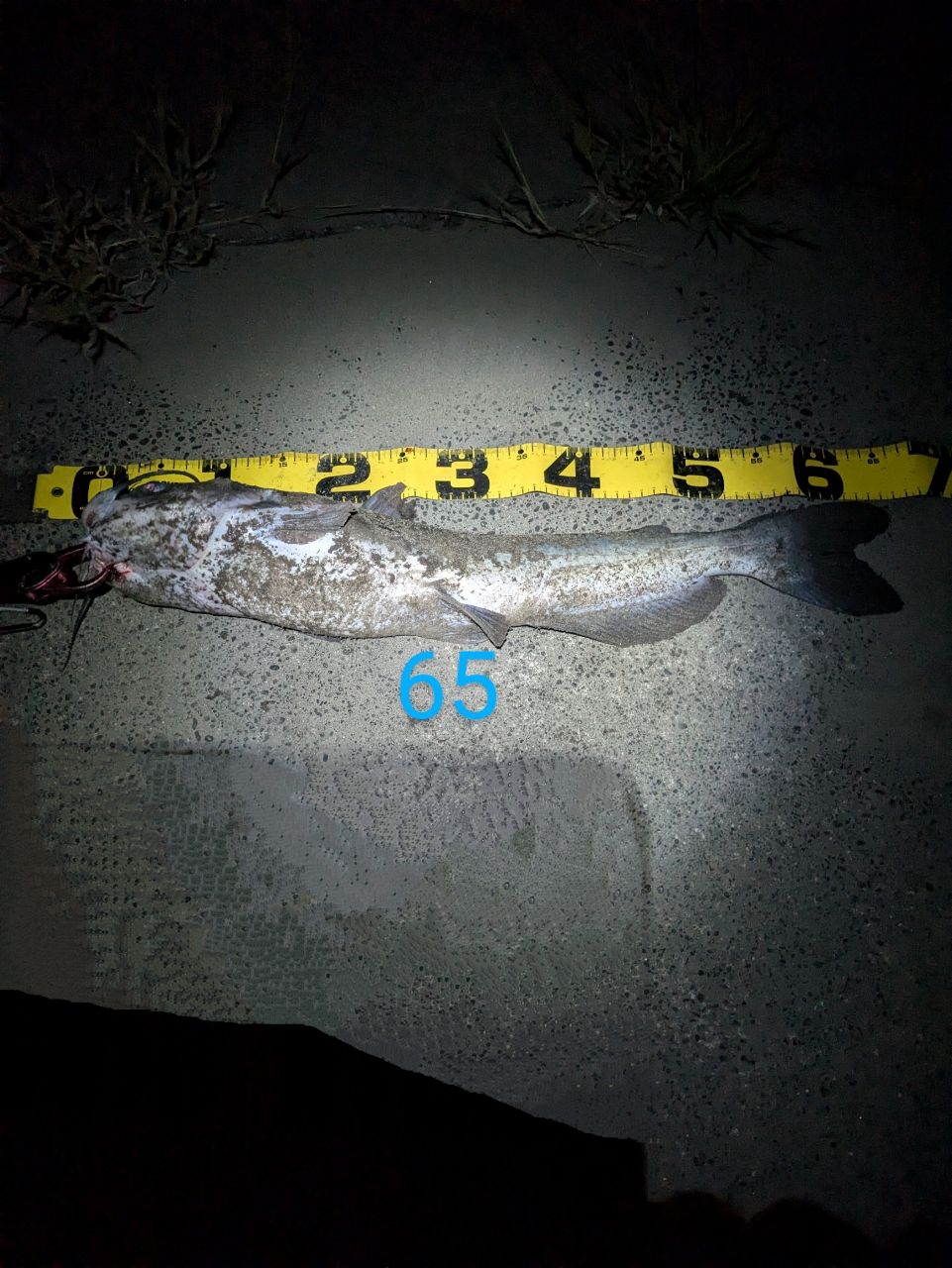 アメリカナマズ