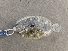 ガンゾウビラメの釣果