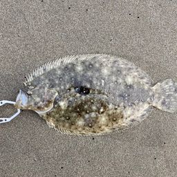 ガンゾウビラメ