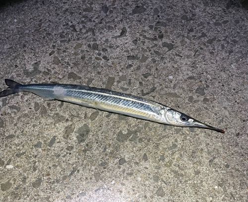 サヨリの釣果
