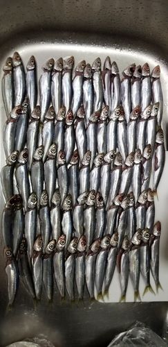 イワシの釣果