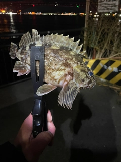 ガシラの釣果