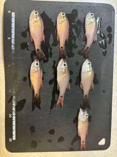 ネンブツダイの釣果