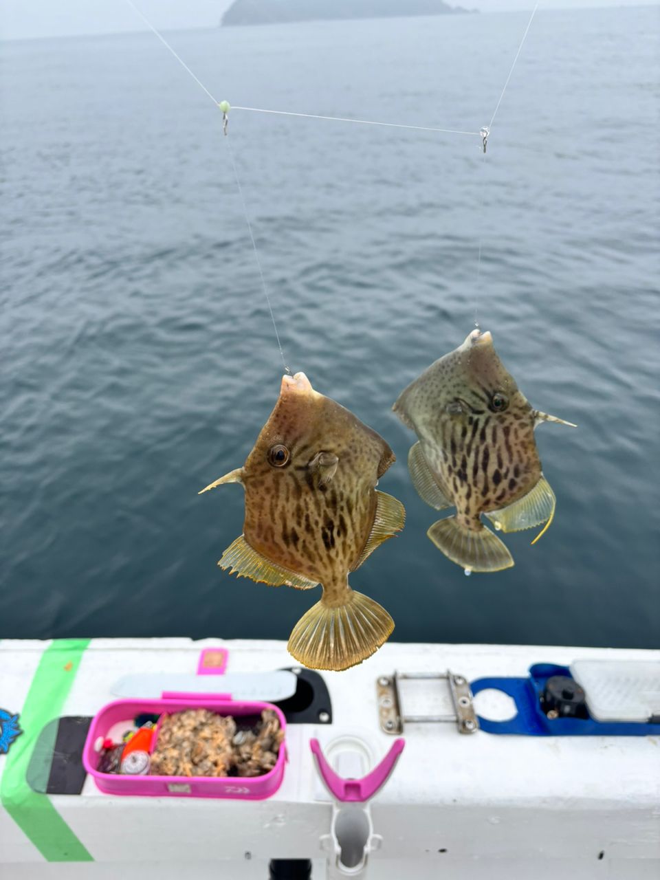 タッチーさんの釣果 3枚目の画像